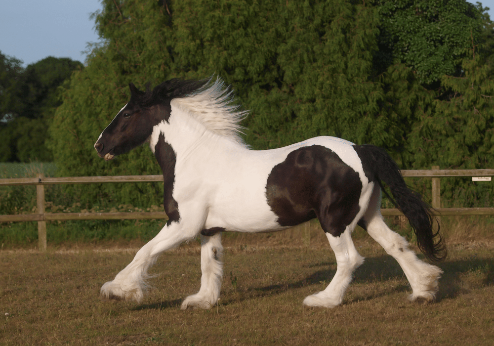 feather mites in horses